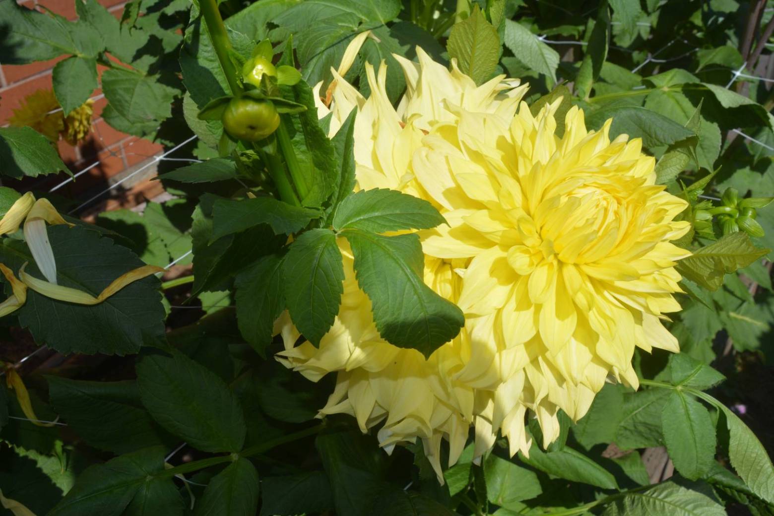Wanda's Capella PAPA PAUL'S DAHLIAS